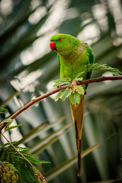 Vertical Closeup Shot Green Parrot Sitting Wooden Branches Blurred Background — Stok fotoğraf