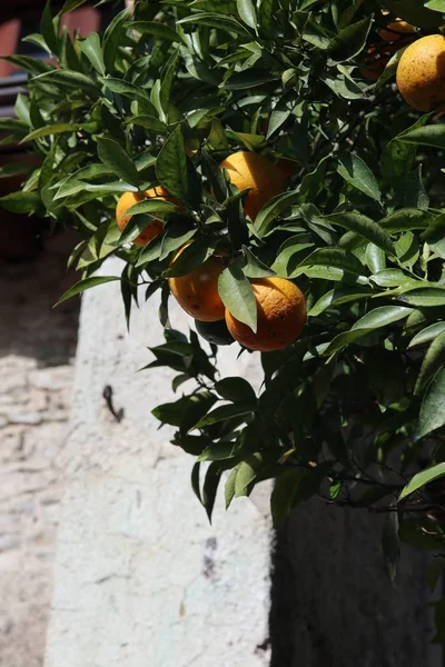 Tiro Vertical Frutas Alaranjadas Folhas Verdes Com Uma Parede Cinza — Fotografia de Stock