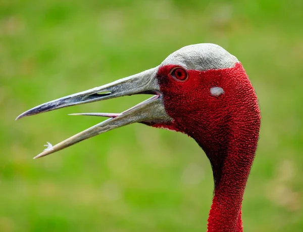Zbliżenie Głowy Pięknego Czerwonego Ptaka Ibis Rozmytym Tłem — Zdjęcie stockowe