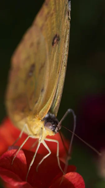 Feeding butterfly — Stock Photo, Image