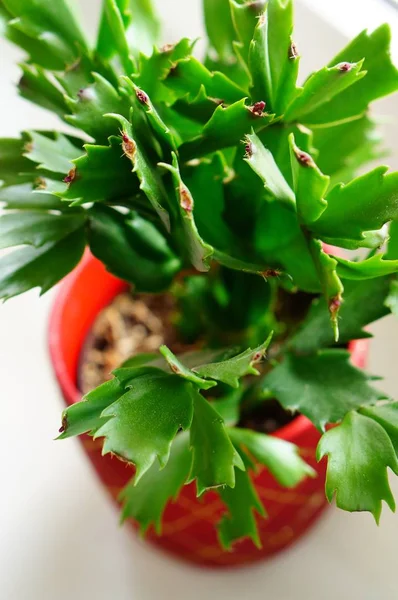 Вертикальный Снимок Зеленого Растения Размытым Фоном — стоковое фото