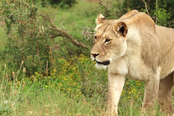 Una Leona Solitaria Caminando Parque Nacional Elefantes Addo —  Fotos de Stock