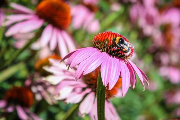 Tiro Close Uma Abelha Coletando Néctar Uma Flor Pétalas Roxas — Fotografia de Stock