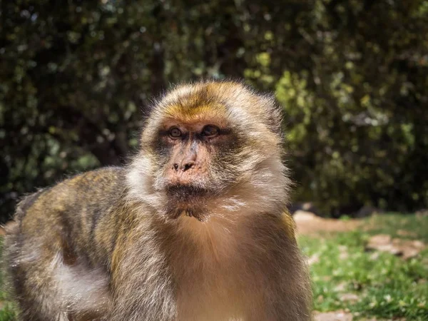 Mignon Macaca Sylvanus Berber Monkey Dans Une Jungle Maroc — Photo