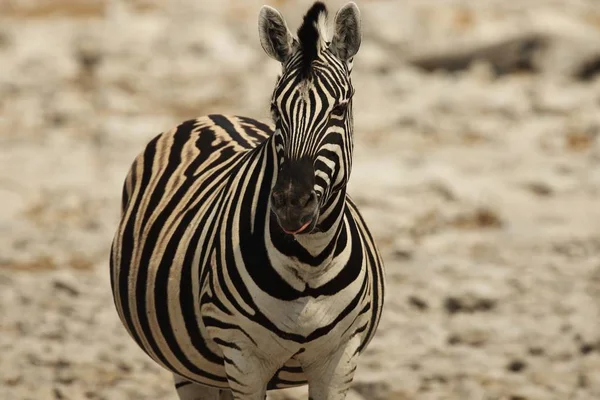 Selective Focus Closeup Shot Zebra Beautiful Stripes Standing Ground — 스톡 사진