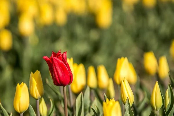 Tournage Sélectif Une Fleur Tulipier Rouge Jour — Photo