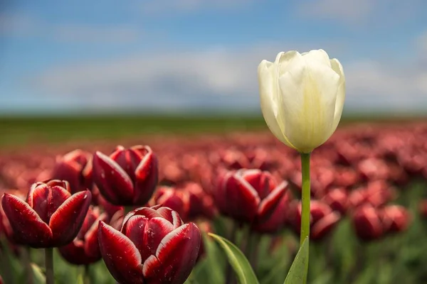 Kırmızı Beyaz Çiçeğin Seçici Bir Odak Noktası — Stok fotoğraf