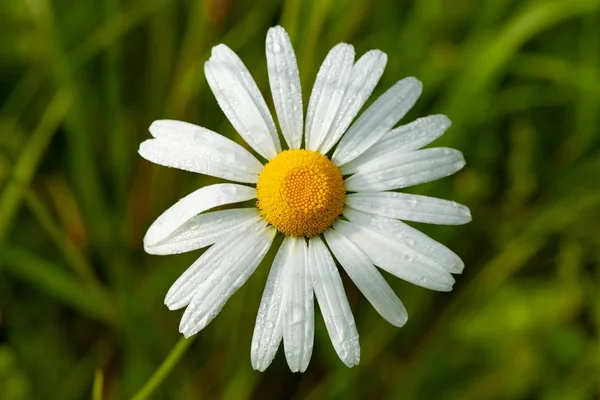 Closeup Shot Daisy Flower Blurred Background — Stock Photo, Image