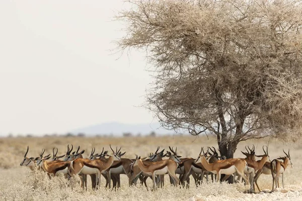 Foto panoramica di un branco di gazzelle che riposa sotto un albero essiccato in un paesaggio di savana — Foto Stock