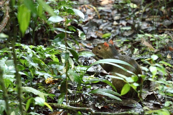 Närbild Agouti Som Äter Skogsgolvet — Stockfoto