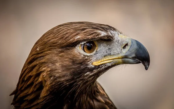 Closeup Shot Head Beautiful Hawk Blurred Background — 스톡 사진