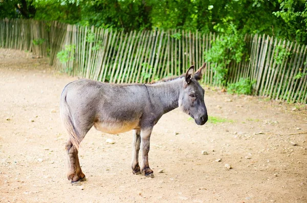 Donkey Standing Field Blurred Background — 스톡 사진