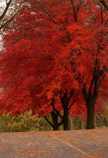 Κάθετη εικόνα δέντρου σε πάρκο καλυμμένο με κόκκινα φύλλα κατά τη διάρκεια του φθινοπώρου — Φωτογραφία Αρχείου