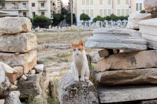 Cute white cat sitting on the ancient ruins in the streets of Greece — Stock Photo, Image