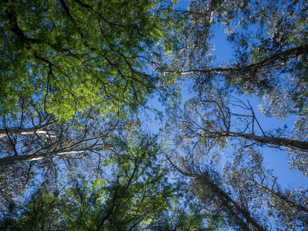 Baixo ângulo tiro de um monte de árvores de folhas verdes altas sob o belo céu azul — Fotografia de Stock