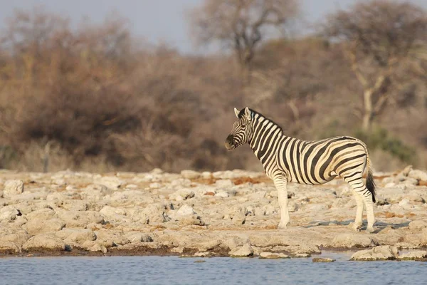 Tiro Panorâmico Uma Zebra Longo Costa Buraco Rega — Fotografia de Stock