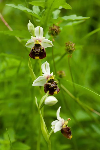 Vertical Shot Bumblebee Orchid Flower Blurred Natural Background — Stockfoto