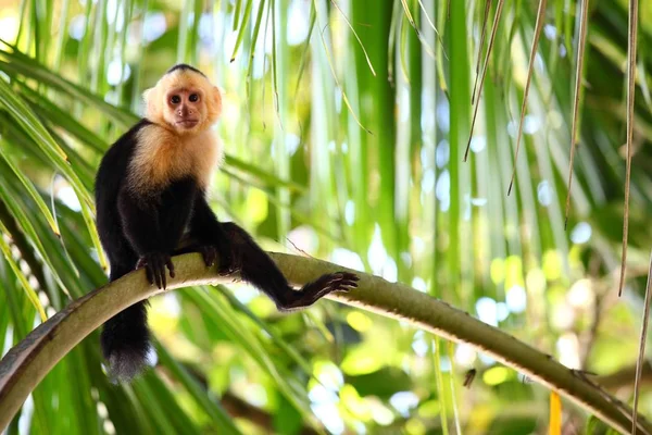 Panoramatický Záběr Kapucínské Opice Líně Sedící Dlouhé Palmové Větvi — Stock fotografie