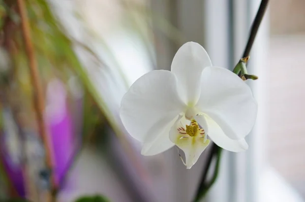 Egy Homályos Hátterű Fehér Orchidea Szelektív Fókuszképe — Stock Fotó