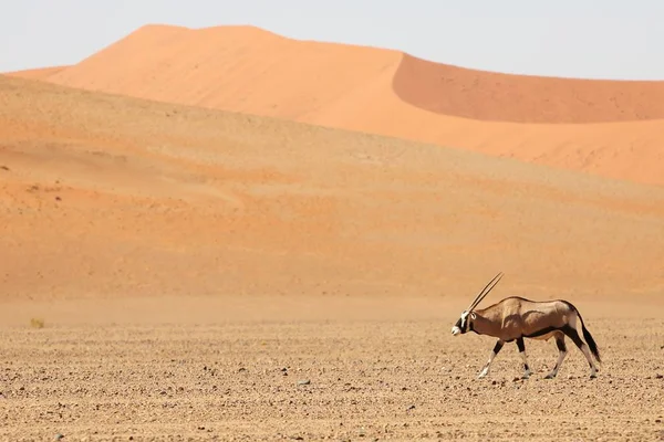 Plano Panorámico Gemsbok Caminando Por Desierto Con Dunas Arena Fondo — Foto de Stock