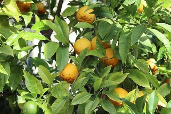 Landscape shot of orange fruit on the branches with green leaves — Stock Photo, Image