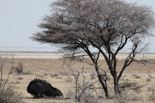 草原草原上一棵干枯的树下休息着的羚羊的全景照片 — 图库照片