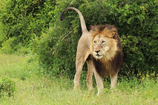Een Harige Leeuw Die Overdag Het Nationale Park Addo Olifant — Stockfoto