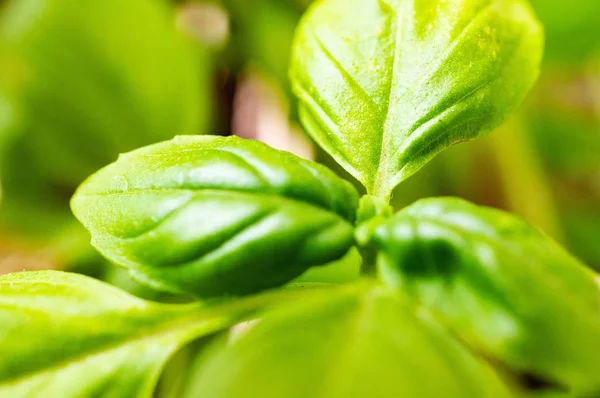 Eine Nahaufnahme Der Grünen Blätter Von Basilikum Mit Verschwommenem Hintergrund — Stockfoto