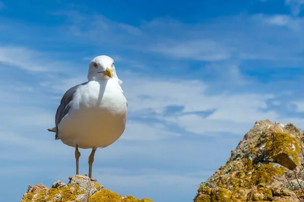 Cute Seagull Perched Hill Beautiful Cloudy Sky Background — 스톡 사진