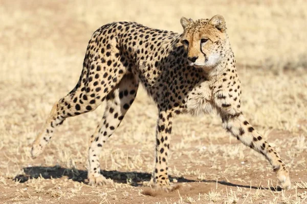 Closeup Shot Cheetah Springing Action — 스톡 사진