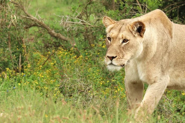 Een Eenzame Vrouwelijke Leeuw Wandelen Addo Olifant Nationaal Park — Stockfoto