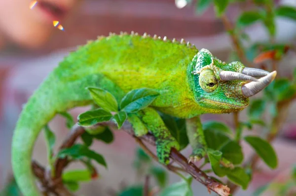 Tiro Foco Seletivo Camaleão Chifre Verde Com Fundo Desfocado — Fotografia de Stock