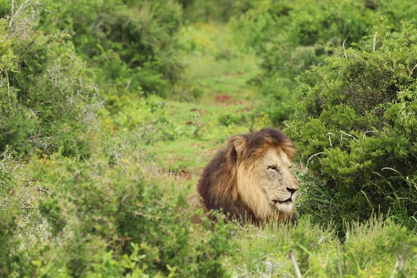 Furry Lion Walking Addo Elephant National Park Daytime — ストック写真