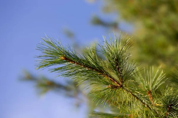 Closeup landscape shot of green pine needles with a blurry clear blue sky in the  background — 스톡 사진