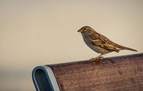 Closeup Shot Sparrow Sitting Back Bench Beige Background — Stok fotoğraf