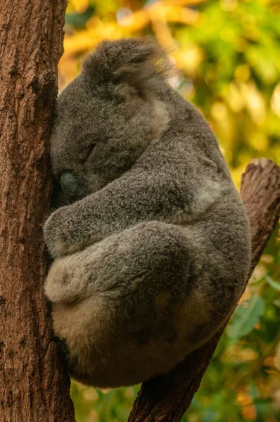 Fotos De Koala Durmiendo De Stock Koala Durmiendo Imagenes Libres De Derechos Depositphotos Fotos De Koala Durmiendo De Stock Koala Durmiendo Imagenes Libres De Derechos Depositphotos