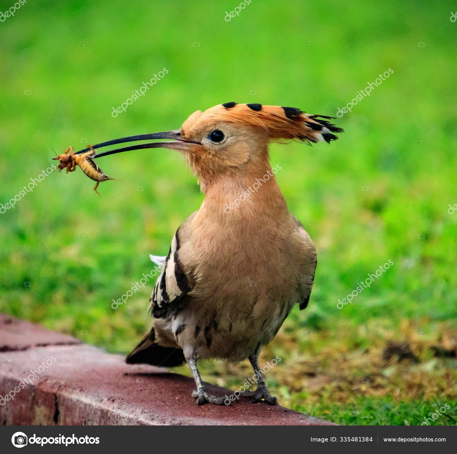 Closeup Shot Beautiful Brown Bird Eating Insect Its Long Beak