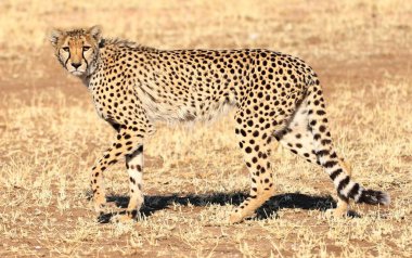 A closeup shot of a cheetah walking on the savanna plane of Nambia clipart
