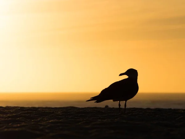 Een Silhouet Van Een Meeuw Het Strand Met Prachtige Zonsondergang — Stockfoto