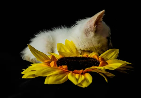 Landskapsbild av en vit kattunge tittar på sidan med solros — Stockfoto