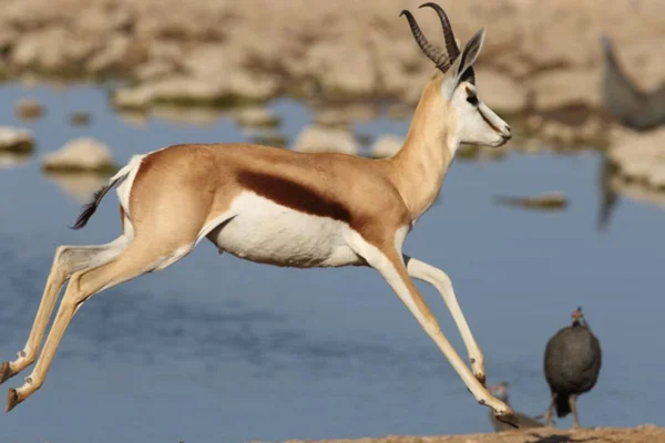 Gros Plan Une Gazelle Marche Avec Une Large Rivière Arrière — Photo