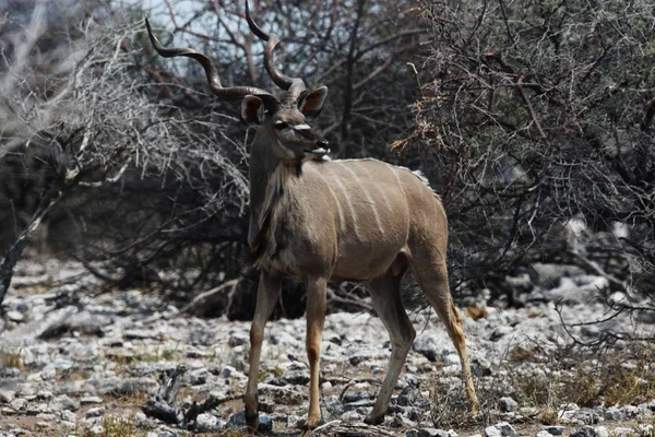 Een Close Van Een Kudu Trots Weergeven Van Zijn Spiraalvormige — Stockfoto