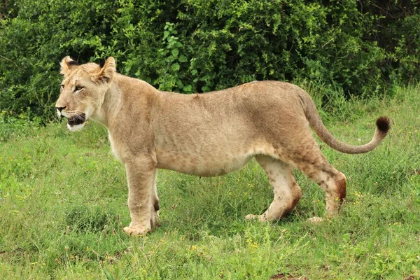 Une Lionne Solitaire Marchant Dans Parc National Des Éléphants Addo — Photo