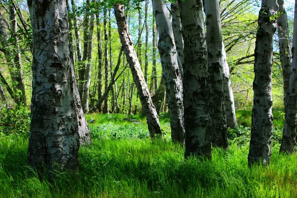 Bel Colpo Campo Erboso Con Alberi Piante — Foto Stock