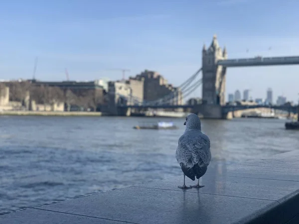 Ptak patrzący przez Tamizę i Tower Bridge w Londynie pod błękitnym niebem — Zdjęcie stockowe