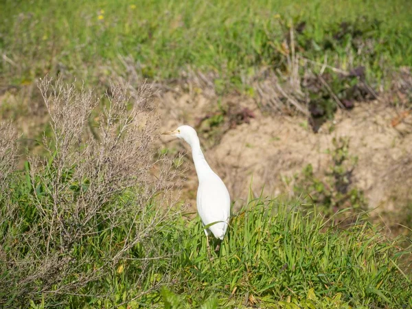 White egret bird in a grassy field surrounded by bushes — Stock Photo, Image