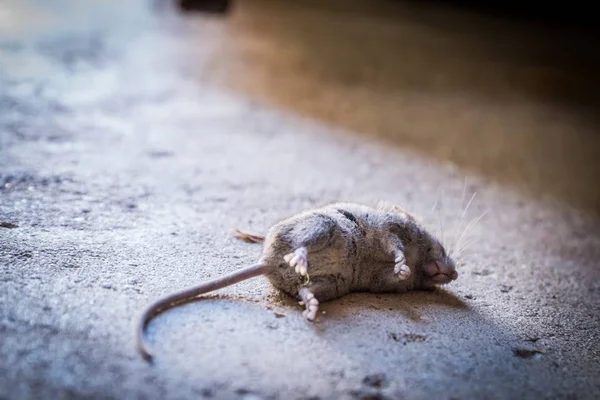 Une Souris Morte Sur Sol Béton Pendant Journée — Photo