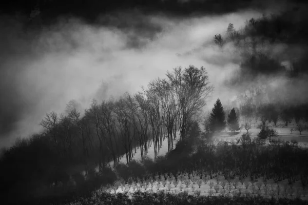 Grijze bosfoto bedekt met mist — Stockfoto