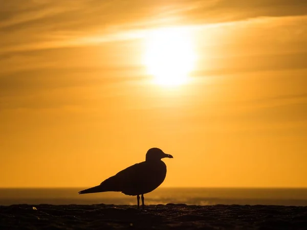 Uma Silhueta Uma Gaivota Praia Com Belo Pôr Sol Fundo — Fotografia de Stock