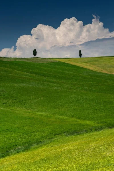 Scatto verticale di una collina verde con due alberi verdi in val d'orcia toscana — Foto Stock